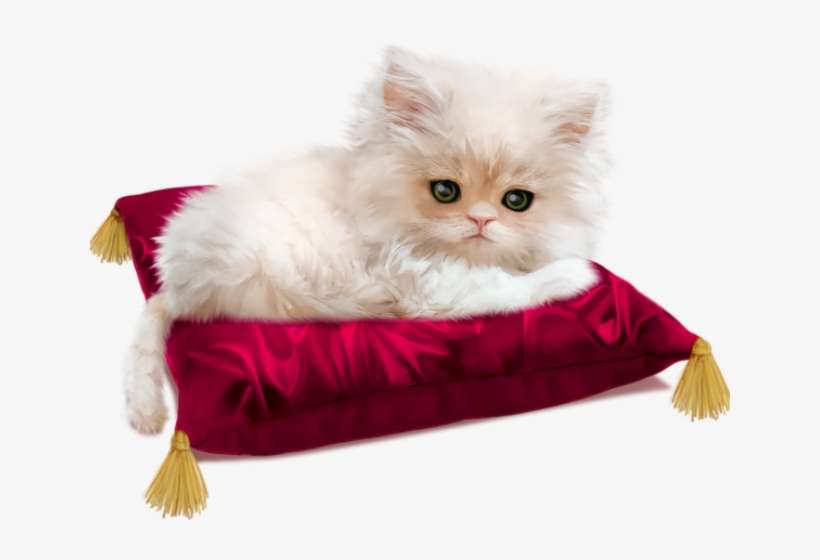 Persian Cat Clipart Gato - Almofada Para Gato Dormir, transparent png download