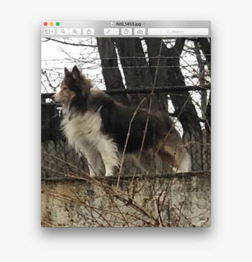 Crazy-doggie - Shetland Sheepdog, transparent png download