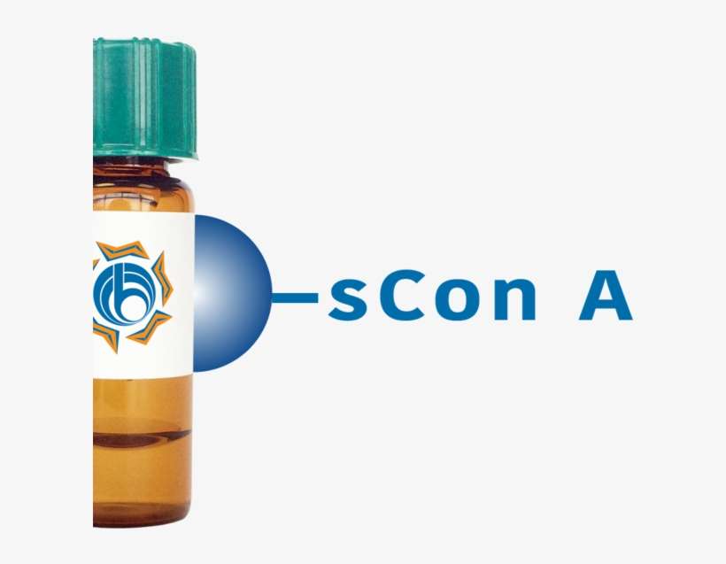 Succinylated Concanavalin A Lectin (succ Con A) - Lectin, transparent png download