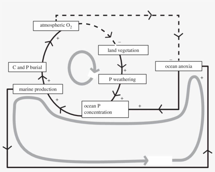 Direct Relations Are Shown By Solid Lines With A Plus - Diagram, transparent png download