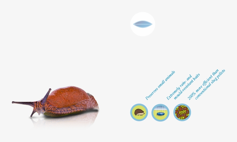 Snail, transparent png download