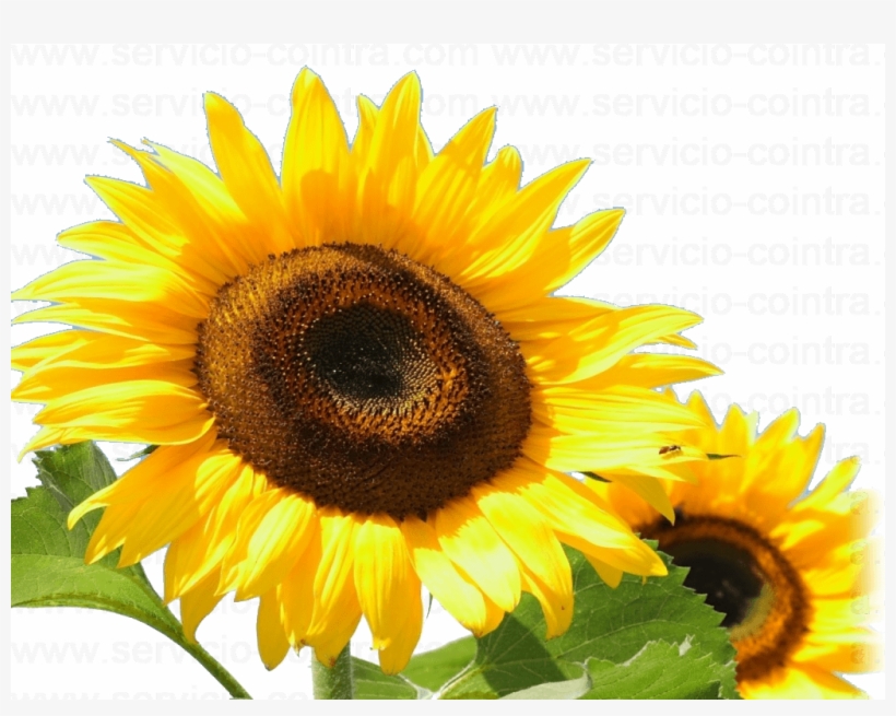 Energía Solar - Sunflower 1920 X 1080, transparent png download