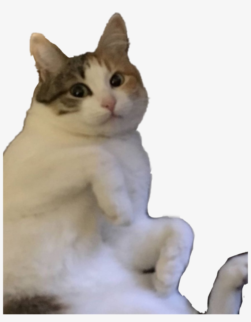 Report Abuse - Domestic Short-haired Cat, transparent png download