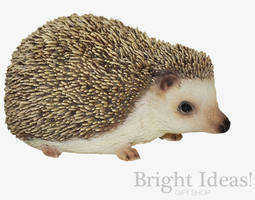 Pygmy Hedgehog Pet Pals Vivid Arts Baby - Hedgehog Garden Ornament, transparent png download