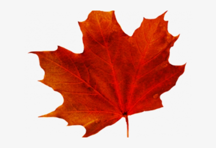 Maple Leaf Clipart Transparent Background - Fall Leaves Transparent Background, transparent png download