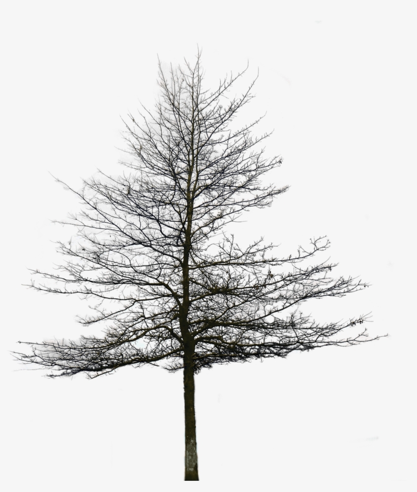 Zip File Link Is In The End Of The Post - Architectural Transparent Background Tree Png, transparent png download
