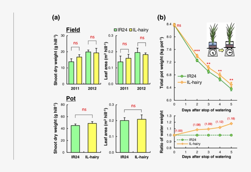Shoot Dry Weigh, Leaf Area, And Water Uptake Traits - Diagram, transparent png download