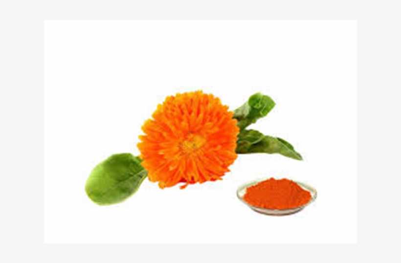 Natural Marigold Flower Powder, Natural Marigold Flower - English Marigold, transparent png download