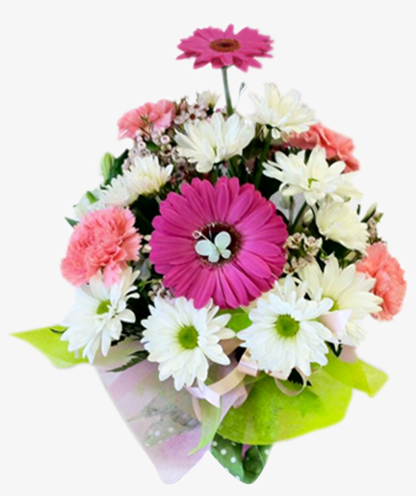 Gift Wrapped Birthday - Barberton Daisy, transparent png download