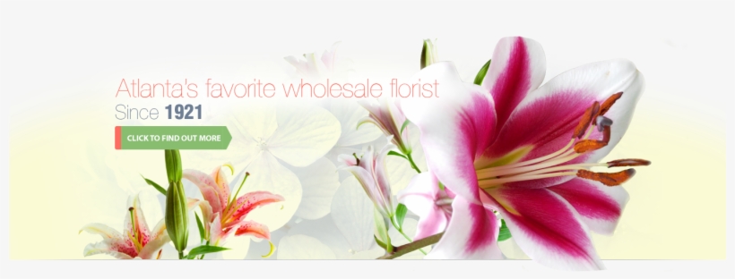 Halls Atlanta Wholesale Florist Inc - ภาพ วาด ดอก ลิลลี่, transparent png download