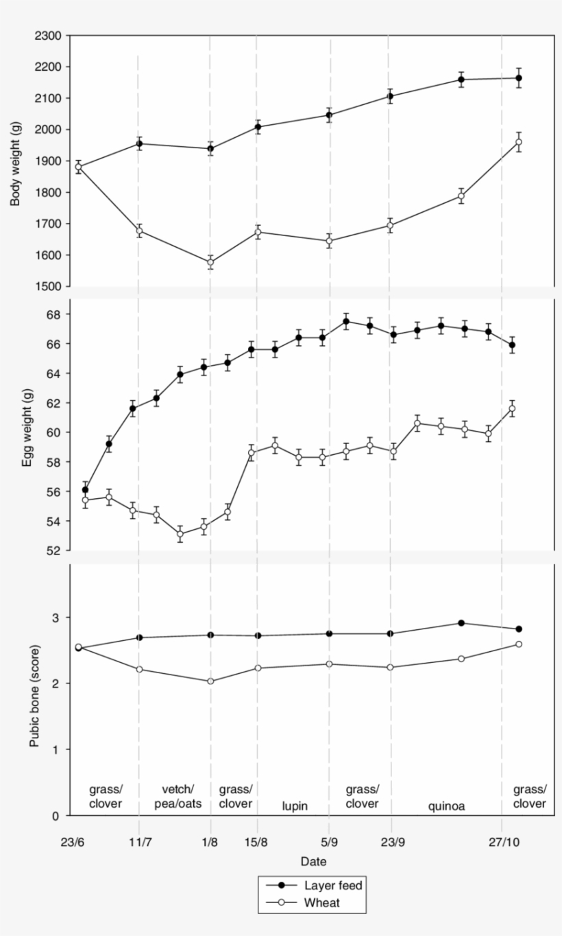 Body Weight , Egg Weight (g Per Egg) And - Diagram, transparent png download