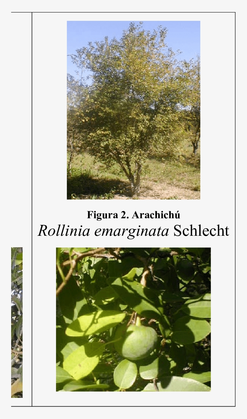 Mango Mangifera Indica L - Canoe Birch, transparent png download