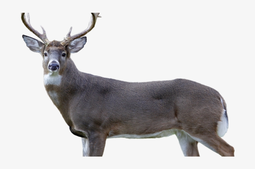 Delays On Blue Line After Metro Train Hits Deer In - Elk, transparent png download