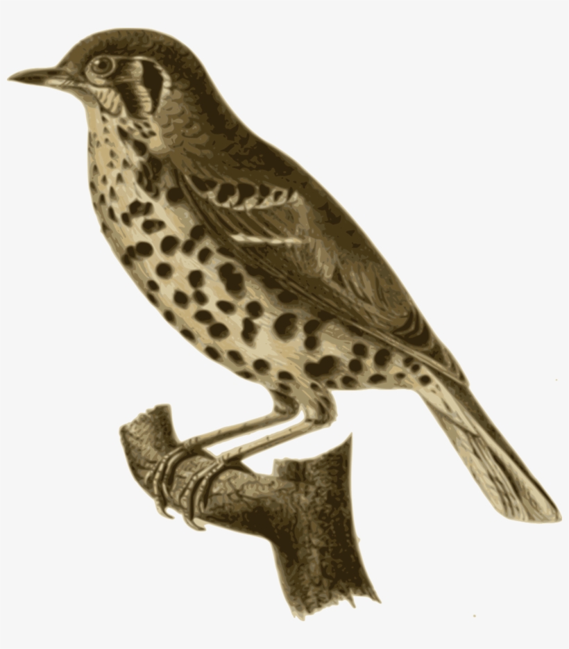 Homing Pigeon Bird Columbidae Feather Finches - Birds With Spotted Feathers, transparent png download