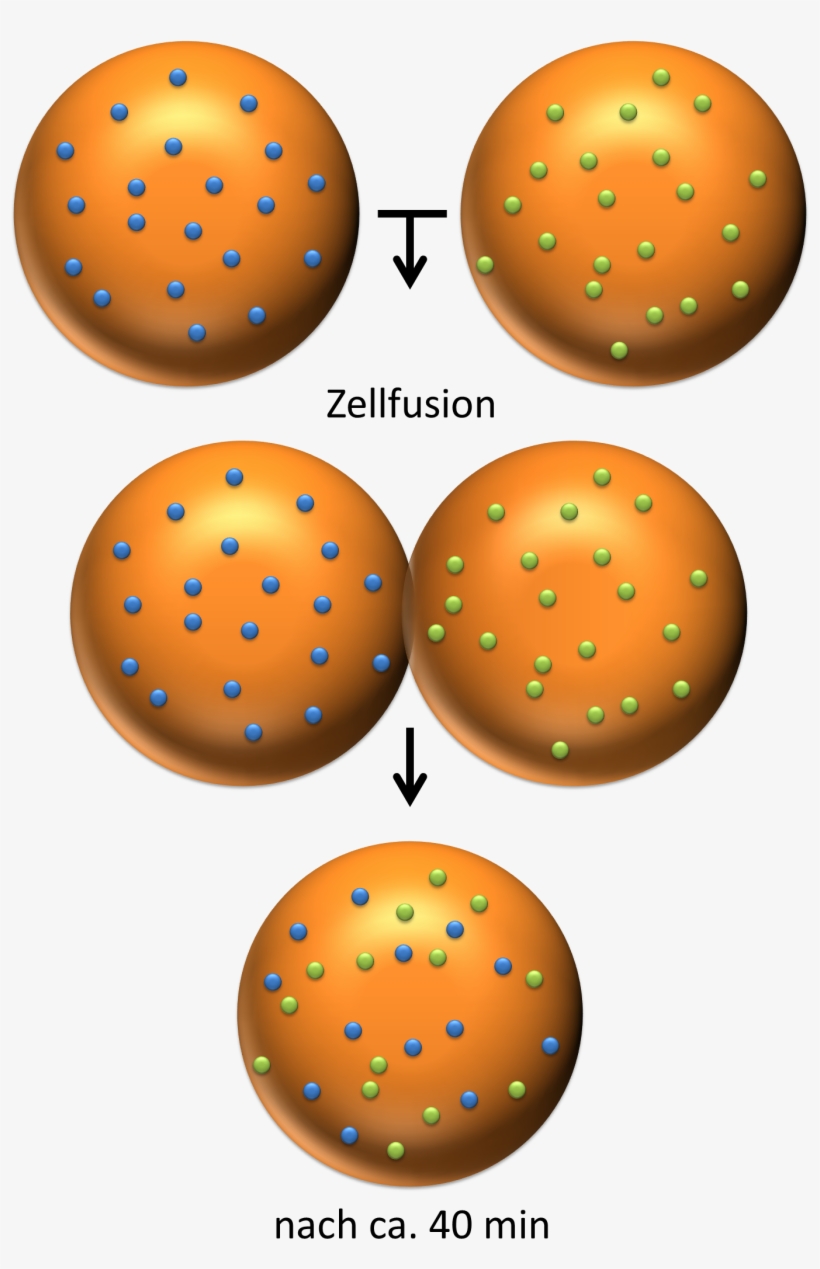 Versuch Zum Flu - Fluid Mosaic Model Experiment, transparent png download