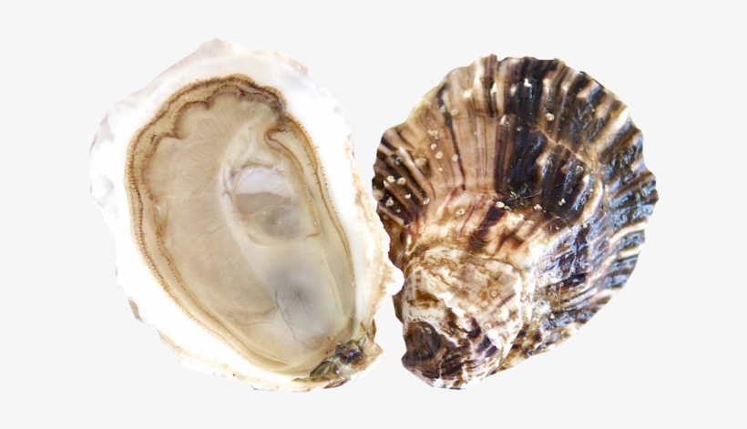 Fishers Island Oysters, transparent png download