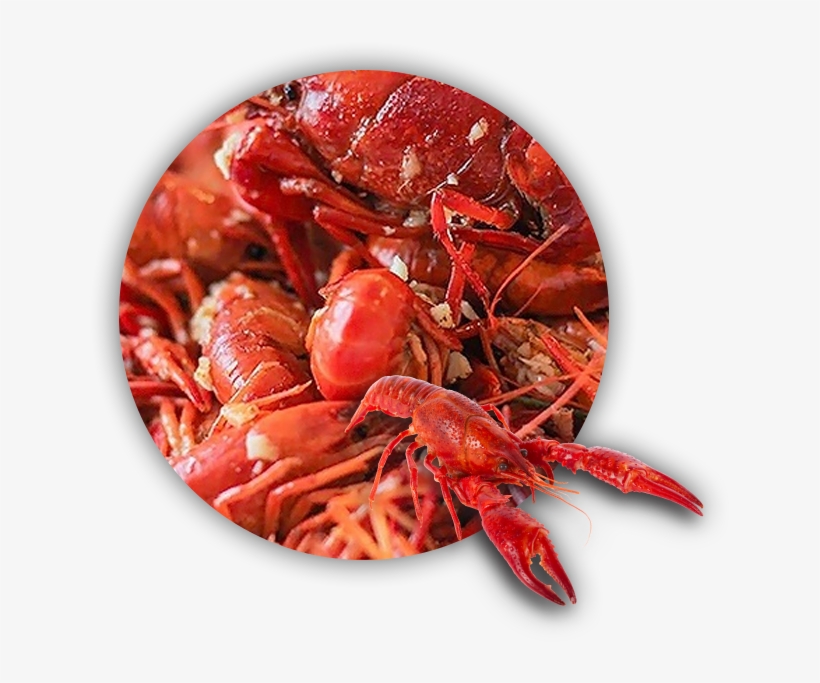 Seafood - Crayfish, transparent png download