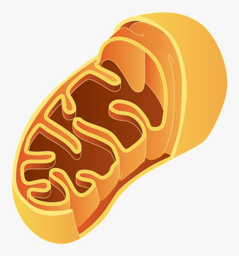 800 X 823 31 - Mitochondria Png, transparent png download