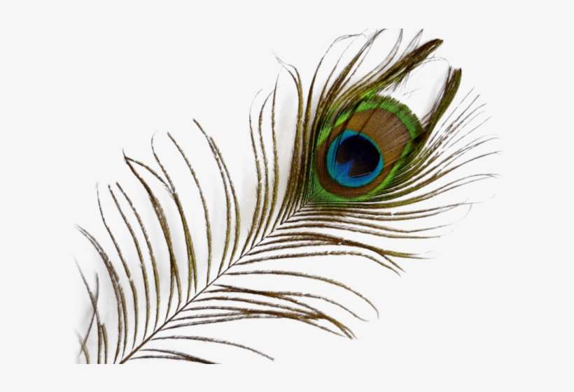 Peacock Feather Png Transparent Images - Transparent Background Peacock Feather Png, transparent png download