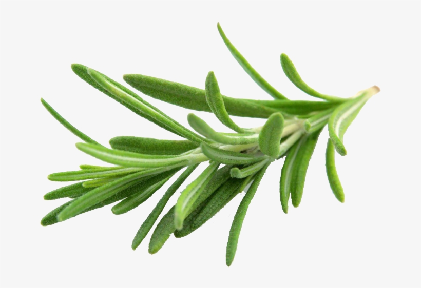 Rosemary Extract - Rosmarinus Officinalis Ct Cineol, transparent png download