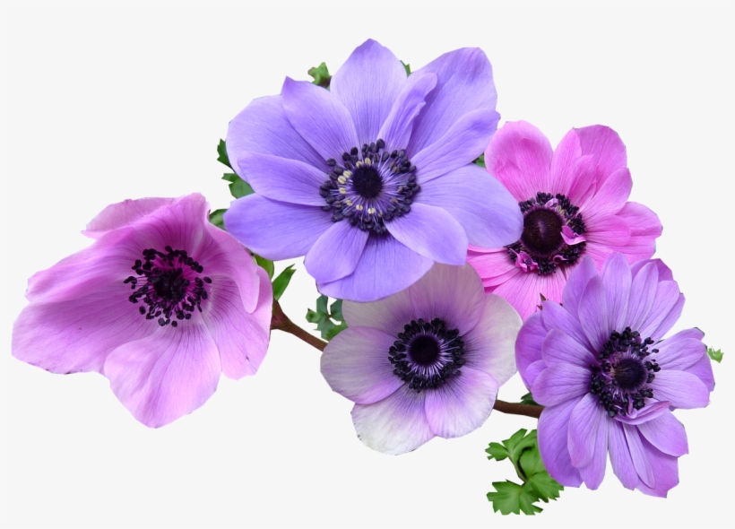 Lavender Clipart Rosemary Plant - Anemone Flower Png, transparent png download