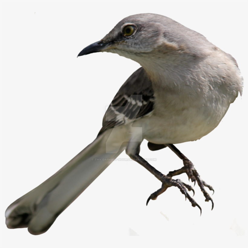 Northern Mockingbird Png 02 B - Mockingbird Png, transparent png download