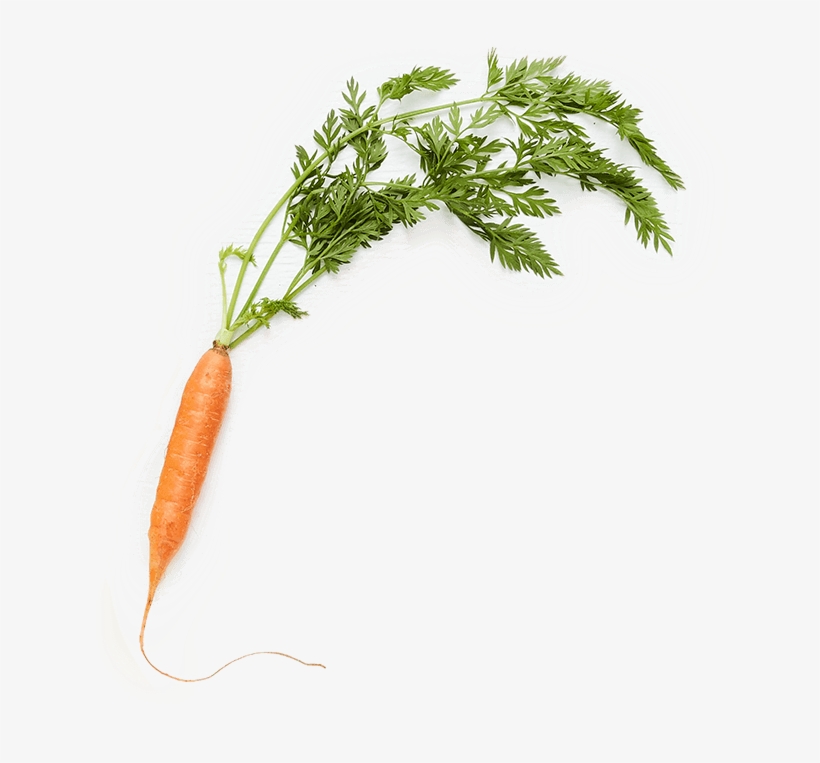 < 200 Calories - Baby Carrot, transparent png download