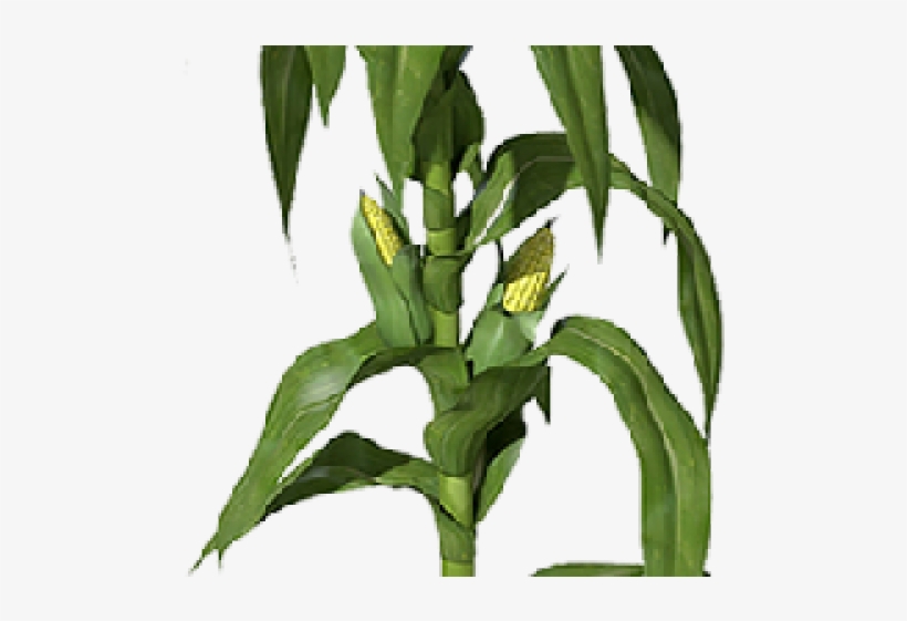 Stalk Clipart Cornstalk - Transparent Background Corn Cob Transparent, transparent png download