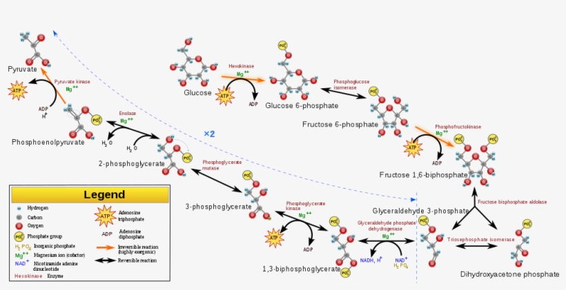 - Svg/ 1024px-glycolysis - Svg - Metabolic Reactions That Make Up Glycolysis, transparent png download