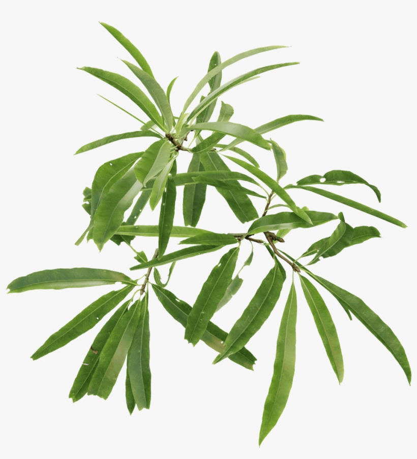 Willow Oak - Tree, transparent png download
