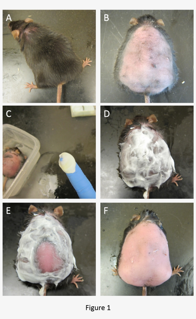 The Mouse Before Shaving - Mouse Wound Healing Protocol, transparent png download