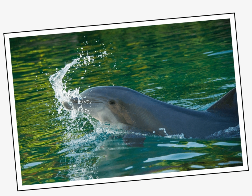 Coral Sweet 16 Discovery Cove - Common Bottlenose Dolphin, transparent png download