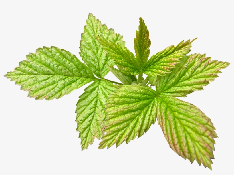Raspberry, New Leaf, Spring, Season - Nepeta, transparent png download