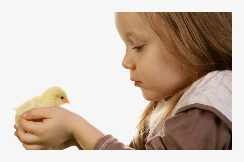 Chick - Chicken, transparent png download