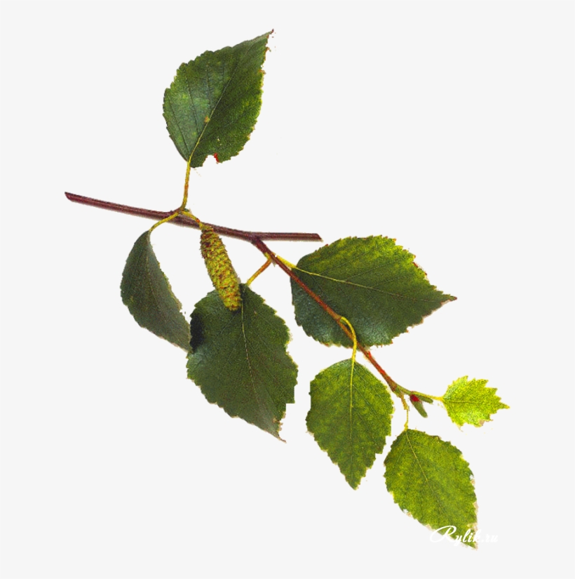 White Birch Tree Leaves, transparent png download