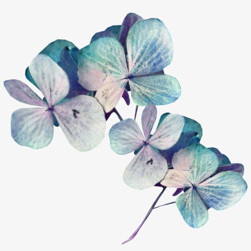 Sekadadesigns Goodnight Element ❤ Liked On Polyvore - Hydrangea, transparent png download