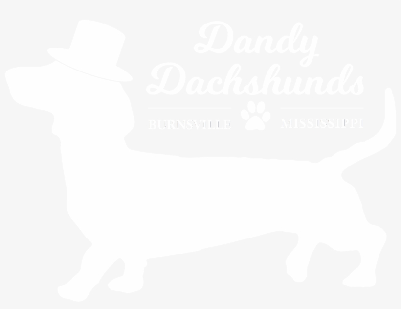 Dachshund, transparent png download