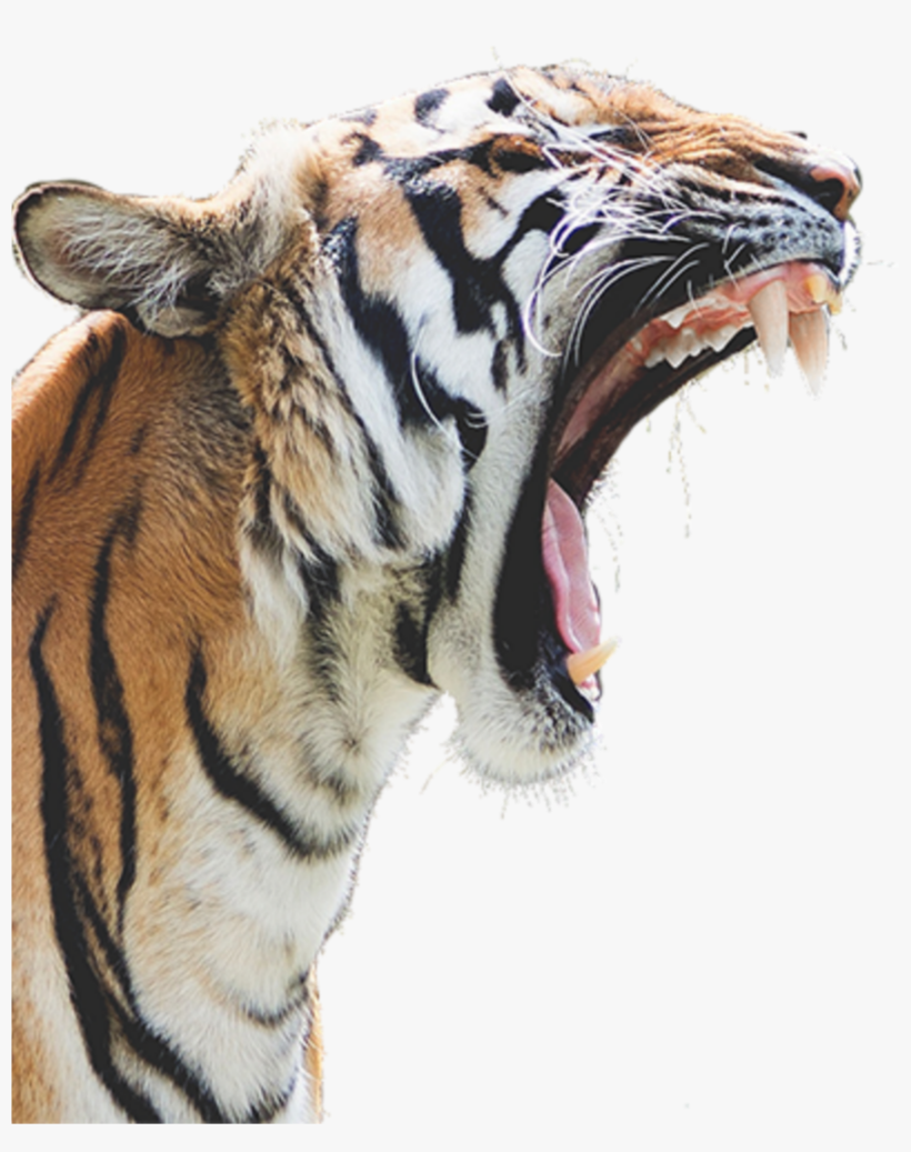 Mq Sticker - Tiger Png, transparent png download