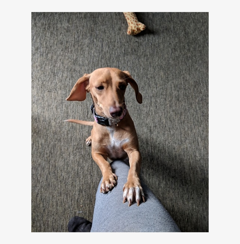 Puppy Rate - Companion Dog, transparent png download