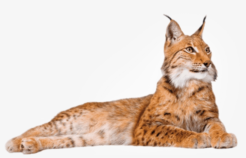 Free Png Download Lynx Lying Down Png Images Background - Lynx Png, transparent png download