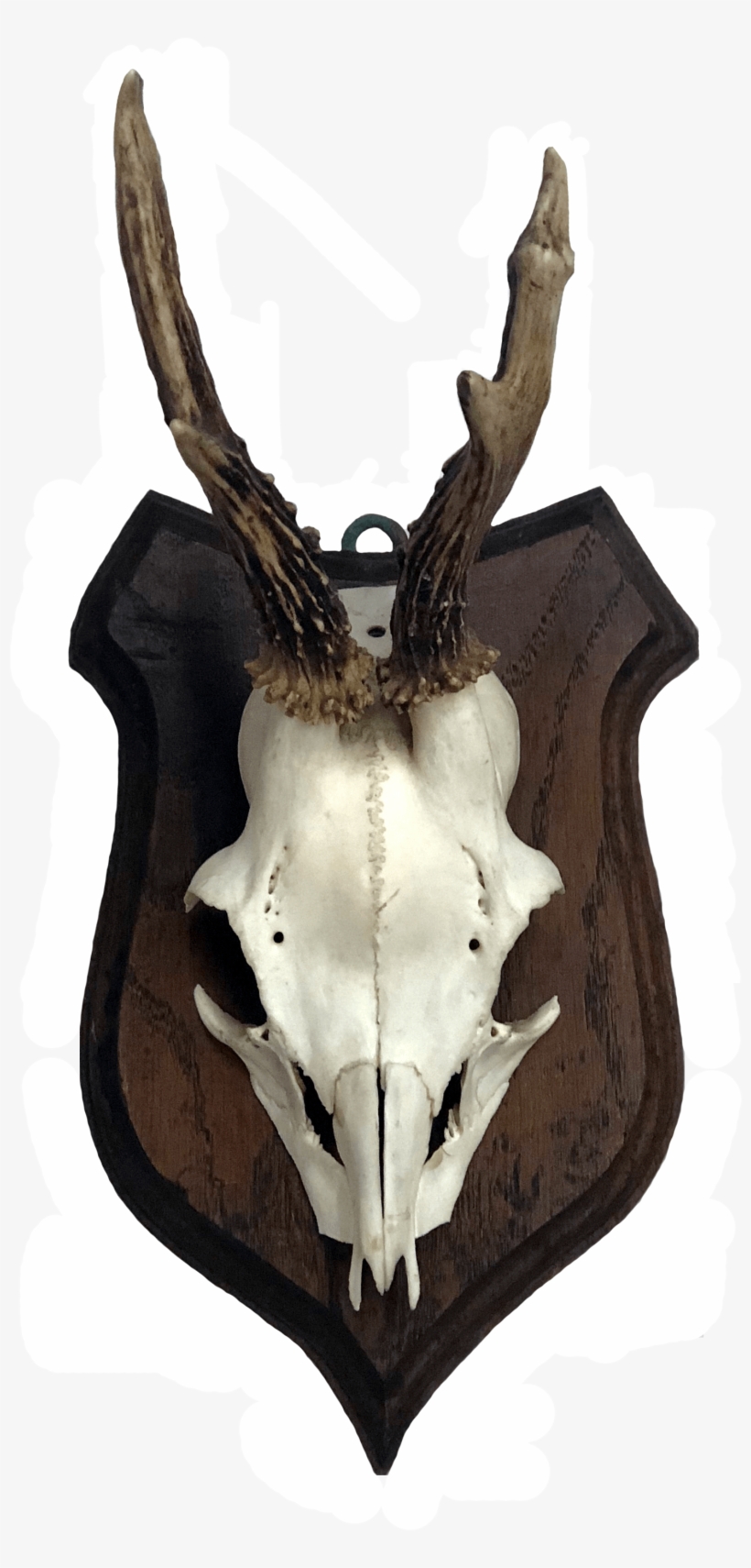 Deer Antlers On Arms - Skull, transparent png download