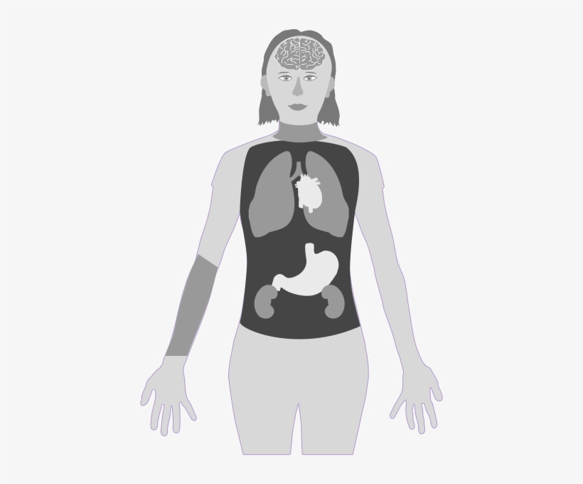 Body - Mercurio Daños En La Salud, transparent png download