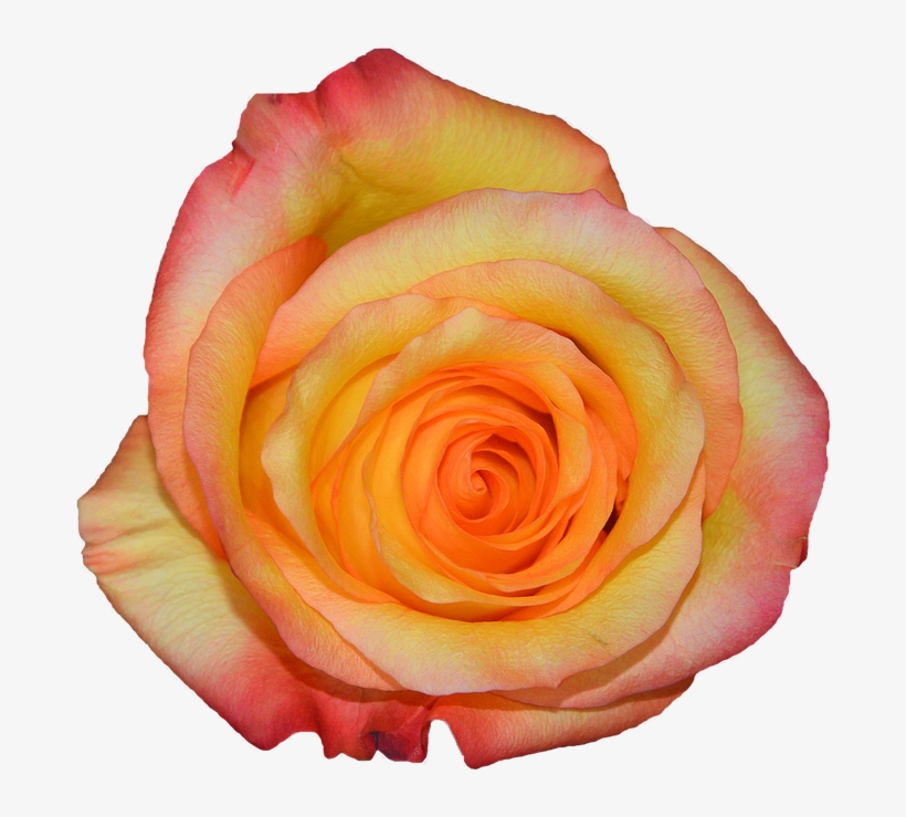 Rosa, Orange, Nature, Flowers - Garden Roses, transparent png download