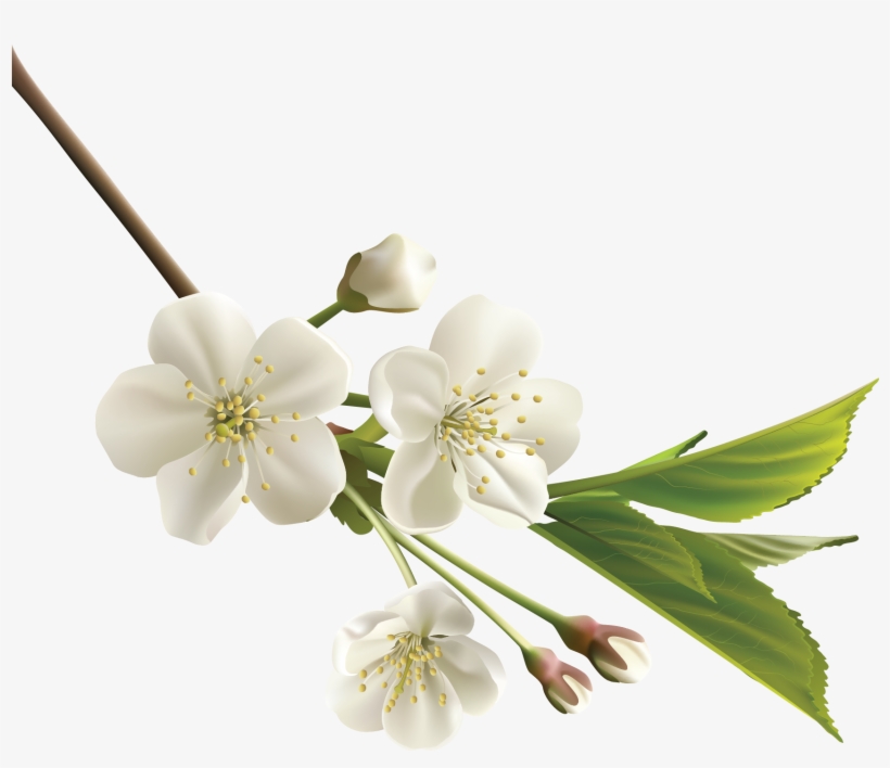 Orange Flower Clipart Realistic Flower - White Cherry Blossom Flower, transparent png download