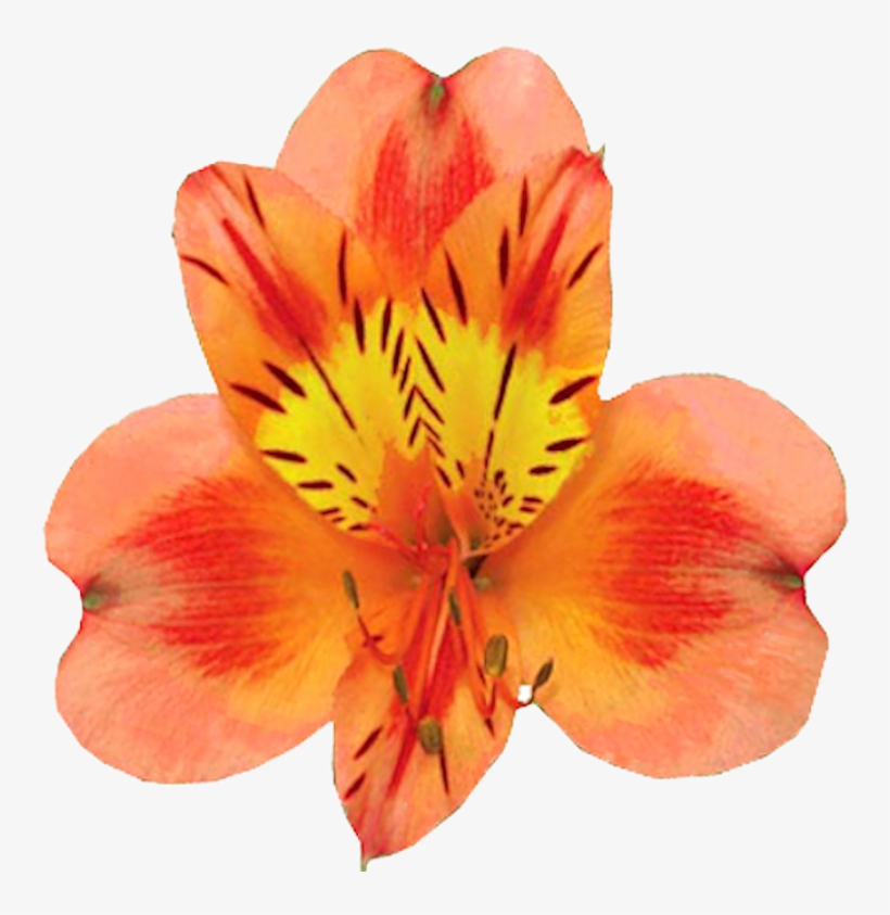 Orange Alstroemeria Flower - Flower Of Friendship Alstroemeria, transparent png download