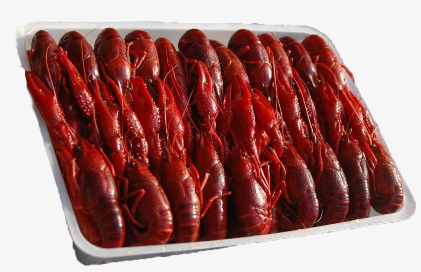 Leather, transparent png download