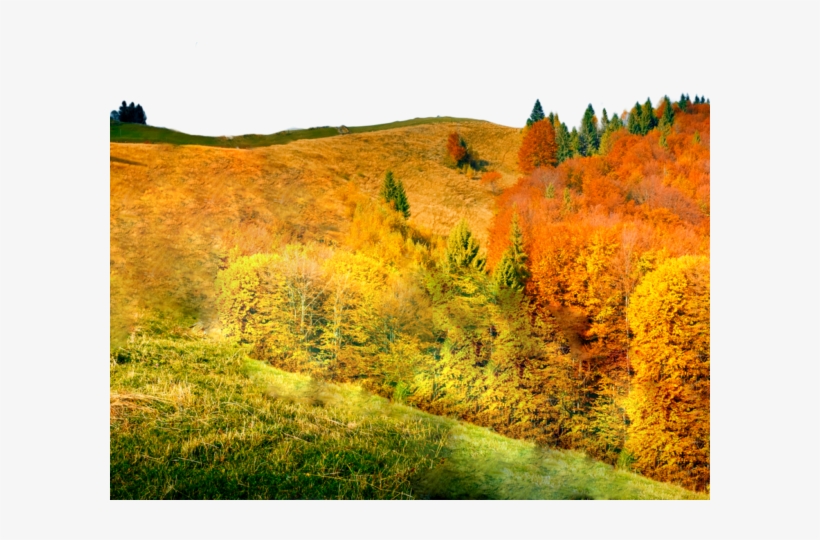 Mdl 1 - Grass, transparent png download