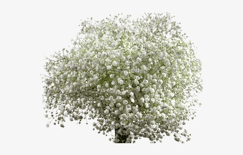 Xlence - Antarctic Flora, transparent png download