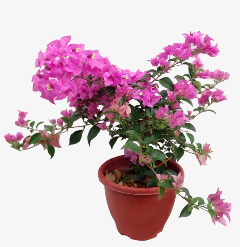 Bougainvillea In Pot Png, transparent png download