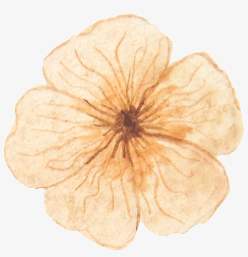 Jiuhuang Petals Transparent Decorative - Geranium, transparent png download